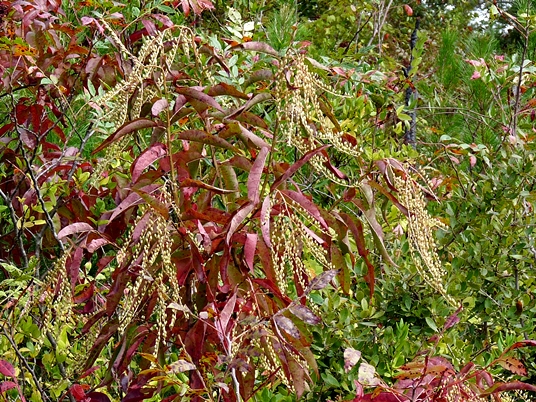 {Oxydendrum arboreum}